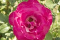 close-up: big intense pink rose with a larva inside it