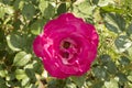 close-up: big intense pink rose with a larva inside it