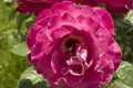 close-up: big intense pink rose with a larva inside it Royalty Free Stock Photo