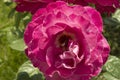 close-up: big intense pink rose with a larva inside it