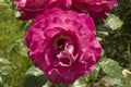 close-up: big intense pink rose with a larva inside it