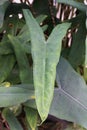 Close up of the big leaf of Alocasia Zebrina Tiger Elephant ear