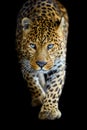 Close up big leopard isolated on black background Royalty Free Stock Photo