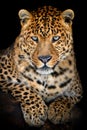 Close up big leopard isolated on black background Royalty Free Stock Photo