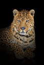 Close up big leopard isolated on black background Royalty Free Stock Photo