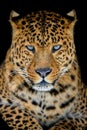 Close up big leopard isolated on black background Royalty Free Stock Photo