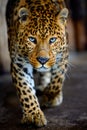 Close up big leopard isolated on black background Royalty Free Stock Photo