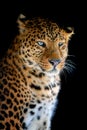 Close up big leopard isolated on black background Royalty Free Stock Photo