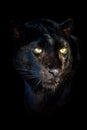 Close up big leopard isolated on black background Royalty Free Stock Photo