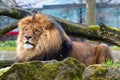 Close-up of big male African lion on black background Royalty Free Stock Photo