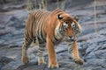 Close up, big male of Bengal tiger, Panthera tigris, walking on the rock. Wild tiger from front view, staring directly at camera. Royalty Free Stock Photo