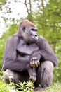 Close-up of a big male gorilla Royalty Free Stock Photo