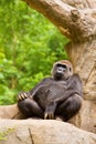 Close-up of a big male gorilla Royalty Free Stock Photo
