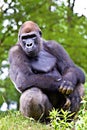 Close-up of a big male gorilla Royalty Free Stock Photo