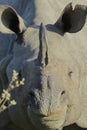 close up of a big male indian rhino or greater one-horned rhinoceros (rhinoceros unicornis) in kaziranga Royalty Free Stock Photo