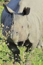 close up of a big male indian rhino or greater one-horned rhinoceros (rhinoceros unicornis) in kaziranga Royalty Free Stock Photo