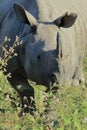 close up of a big male indian rhino or greater one-horned rhinoceros (rhinoceros unicornis) in kaziranga Royalty Free Stock Photo