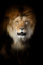 Close up big male lion portrait Royalty Free Stock Photo