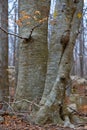 Close up of big old beech tree in the autumn forest