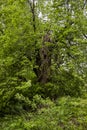 Close-up of big old elm tree Royalty Free Stock Photo