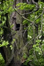 Close-up of big old elm tree Royalty Free Stock Photo