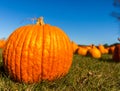 Close up of a big pumpkin in a field with blurred pumpkins in the background/pumpkin patch Royalty Free Stock Photo