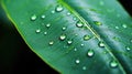 Close up of big rain water drops on green hard leafed plant, nature background