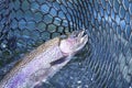 Close up of big rainbow trout in a landing net