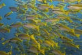 close up big real yellow stripe trevally fish schooling group swim slow in underwater with deep blue sea background landscape