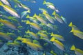close up big real yellow stripe trevally fish schooling group swim slow in underwater and pinnacle rock dive site with deep blue