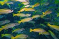 close up big real yellow stripe trevally fish schooling group swim slow in underwater and pinnacle rock dive site with deep blue