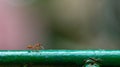 Big red ant kill the smaller black ant and bring it to eat Royalty Free Stock Photo