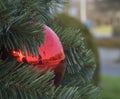 Close up big red christmas bauble ball decoration on artificial Royalty Free Stock Photo