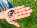 Close up big Rhinoceros beetle or bug on human hand.Outdoor Nature Environmental Education program