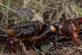 Close up of A big Ricefield crab in natural field