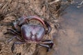 Close up of A big Ricefield crab in natural field