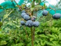 Close-up of big, ripe cultivated blueberries or highbush blueberries growing on branches of blueberry bush surrounded with green