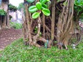 Dollar banyan root and leaves