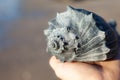 Big seashell in a female hand Royalty Free Stock Photo