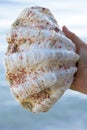 Close up of big seashell in a female hand Royalty Free Stock Photo