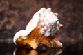 Close-up big seashell with reflection