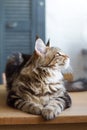 Close-up of a big sleepy half-year-old Maine Coon kitten lying on a table in the minimalist interior of the kitchen, selective