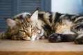 Close-up of a big sleepy half-year-old Maine Coon kitten lying on a table in the minimalist interior of the kitchen, selective