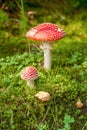 Close-up Of Big And Small Amanita Muscaria, Commonly Known As The Fly Agaric Or Fly Amanita In The Shiny Green Moss Surounded By O