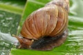 Close up big snail on wet green leaf in the garden. A snail is, in loose terms, a shelled gastropod Royalty Free Stock Photo