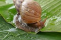 Close up big snail on wet green leaf in the garden. A snail is, in loose terms, a shelled gastropod Royalty Free Stock Photo