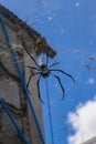 Close up of big spiders on spider nets between walls and roofs of houses on Bali island. Against the background of gray brick wall