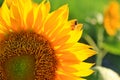 Close up of big sunflower with bee. Crop of yellow sunflower petals pattern and an insect in garden on light green bokeh.