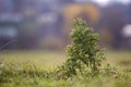 Close-up big tall spear thistle green barbed prickly plant on high stems growing in green grassy field on blurred soft colorful Royalty Free Stock Photo