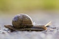 Close-up of big terrestrial snail with brown shell slowly crawling on bright blurred background. Use of mollusks as food and